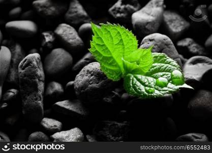 Wet pebbles with sprout background wallpaper. Wet pebbles with sprout background
