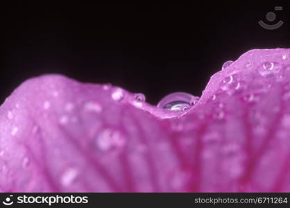 Wet Petal