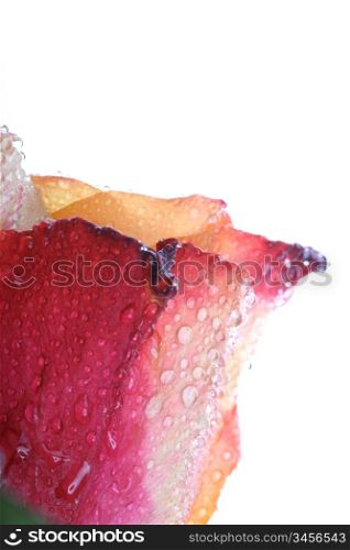 Wet pink beautiful rose macro closeup