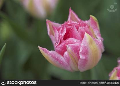 Wet pink tulip (shallow DOF)