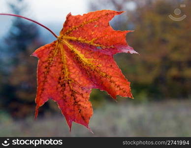 Wet red autumn mapple leaf