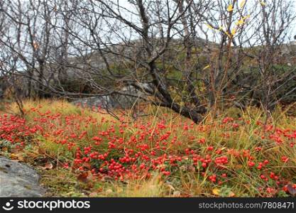 Wet red berry in thenorthern mountain forest near Murmansk, Russia
