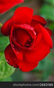 Wet red rose, close-up