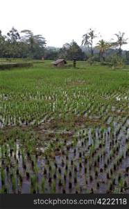 Wet rice field and palm trees, Bali, Indonesia