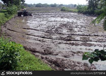Wet rice field and tracktor in Sri Lanka