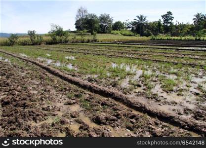 Wet rice field in Samosir island, Indonesia