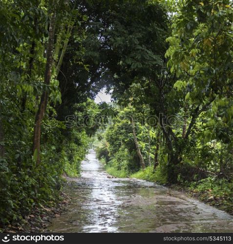 Wet road after rain passing through forest, Koh Samui, Surat Thani Province, Thailand