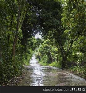 Wet road after rain passing through forest, Koh Samui, Surat Thani Province, Thailand