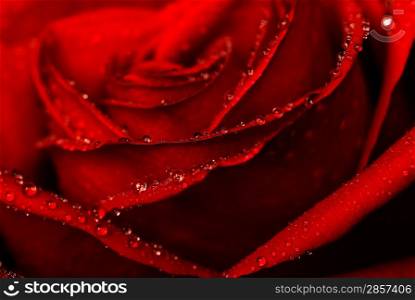 Wet rose close-up shot (shallow DoF)