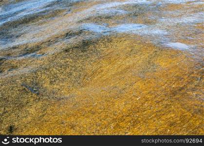 Wet sea rock surface with wet yellow filamentous chlorophyta algae closeup as natural background