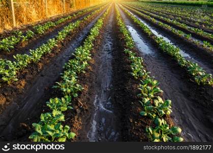 Wet soil on a potato plantation in the early morning. Rain and precipitation. Surface irrigation of crops on plantation. Agriculture and agribusiness. Growing vegetables outdoors on open ground field.