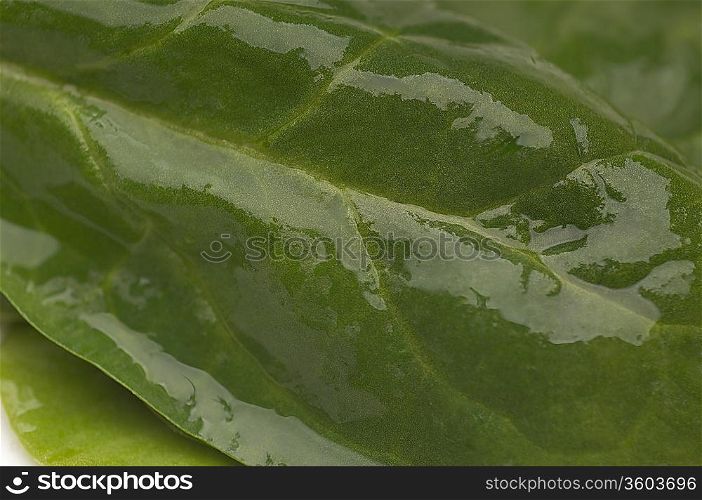 Wet spinach leaf, close-up