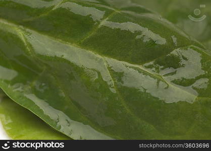 Wet spinach leaf, close-up