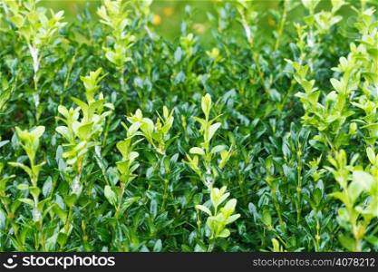 wet sprigs of buxus after rain close up
