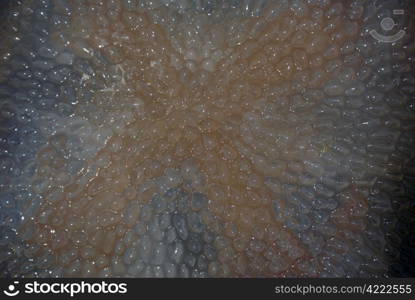 Wet surfase of very big jellyfish on the beach, Thailand