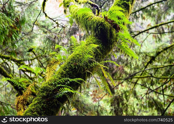 Wet tree overgrown with lush green ferns and moss in rainforest in British Columbia, Canada.