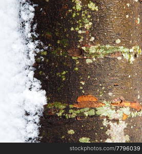 Wet tree trunk with melting snow on the side with a lot of texture