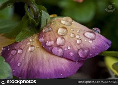 Wet Violet Flowers on a Tuscan Garden, Italy