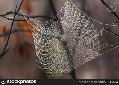 Wet web in the forest. Halloween and autumn background.