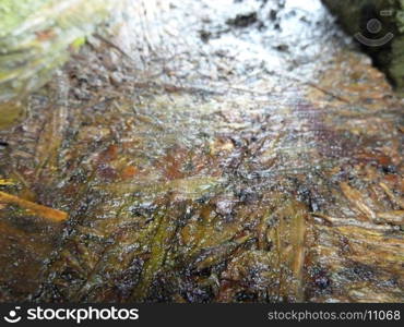 Wet wood. Wet wood surface after a rain storm