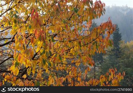 Wet yellow autumn tree twig (on morning mountainside)