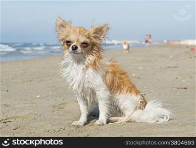 wet young chihuahua sitting on a beach