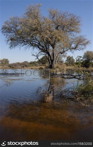 Wetland Habitat in the Khwai River area of northern Botswana, Africa.