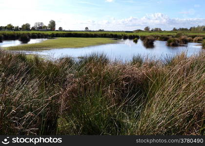 Wetland nature reserve the Green Jonker, near by the Nieuwkoopse Plassen. A natural monuments near the village of North in the Netherlands.