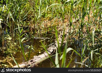 Wetlands with tree branch in flooded high grass and plants
