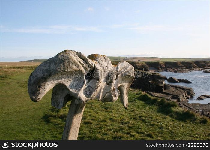Whale bone near Brough of Birsay, Orkney