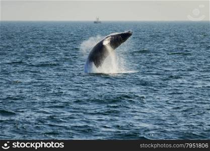 Whale breaching water in front of a fishermen boat.