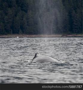 Whale exhaling through blowhole in Pacific Ocean, Skeena-Queen Charlotte Regional District, Haida Gwaii, Graham Island, British Columbia, Canada