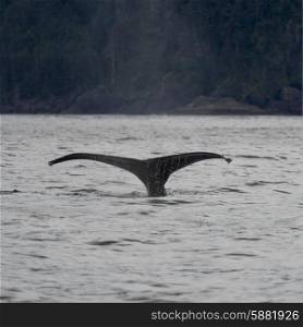 Whale in Pacific Ocean, Skeena-Queen Charlotte Regional District, Haida Gwaii, Graham Island, British Columbia, Canada