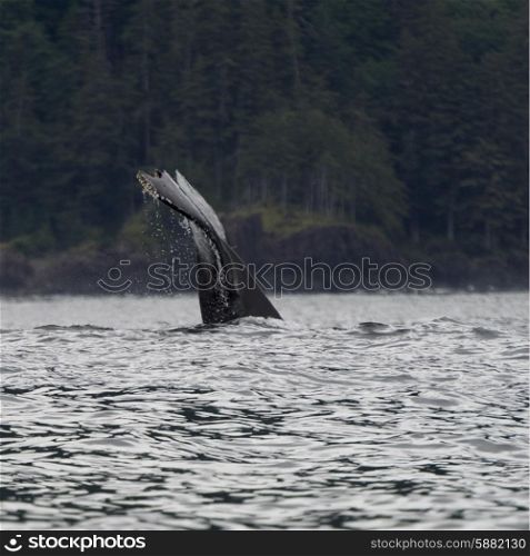 Whale in Pacific Ocean, Skeena-Queen Charlotte Regional District, Haida Gwaii, Graham Island, British Columbia, Canada