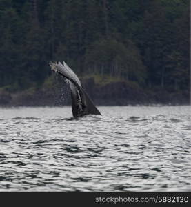 Whale in Pacific Ocean, Skeena-Queen Charlotte Regional District, Haida Gwaii, Graham Island, British Columbia, Canada