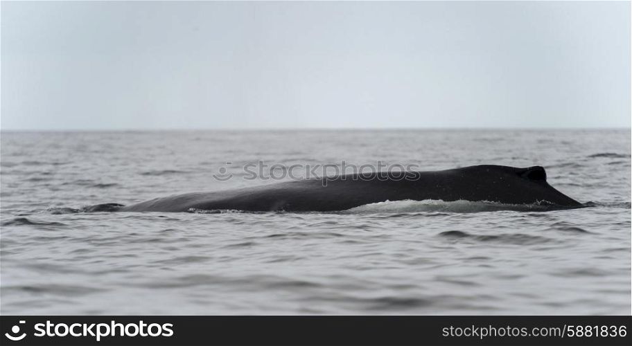 Whale in the Pacific Ocean, Skeena-Queen Charlotte Regional District, Haida Gwaii, Graham Island, British Columbia, Canada