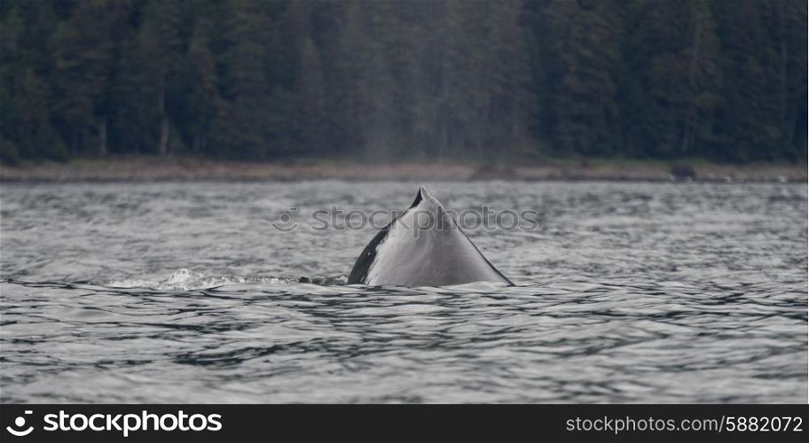 Whale in the Pacific Ocean, Skeena-Queen Charlotte Regional District, Haida Gwaii, Graham Island, British Columbia, Canada