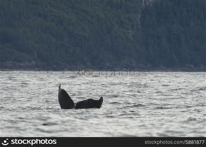 Whale&rsquo;s tail about the surface in the Pacific Ocean, Skeena-Queen Charlotte Regional District, Haida Gwaii, Graham Island, British Columbia, Canada