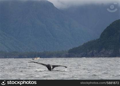 Whale&rsquo;s tail in the Pacific Ocean, Skeena-Queen Charlotte Regional District, Haida Gwaii, Graham Island, British Columbia, Canada