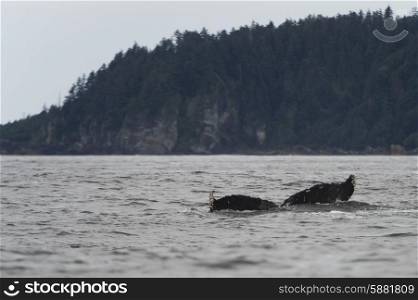 Whale&rsquo;s tail surfacing in the Pacific Ocean, Skeena-Queen Charlotte Regional District, Haida Gwaii, Graham Island, British Columbia, Canada