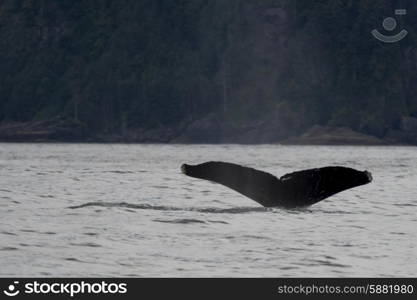 Whale&rsquo;s tail surfacing in the Pacific Ocean, Skeena-Queen Charlotte Regional District, Haida Gwaii, Graham Island, British Columbia, Canada