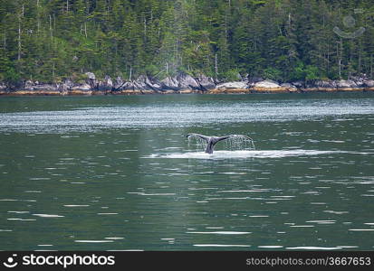 whale safari on Alaska