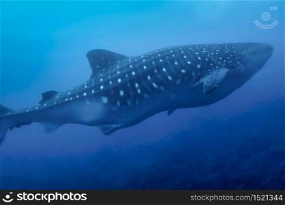 Whale Shark, Rhincodon typus, Darwin and Wolf Islands, Galapagos Islands, Galapagos National Park, UNESCO World Heritage Site, Pacific Ocean, Ecuador, America
