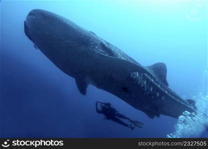 Whale Shark, Rhincodon typus, Darwin and Wolf Islands, Galapagos Islands, Galapagos National Park, UNESCO World Heritage Site, Pacific Ocean, Ecuador, America