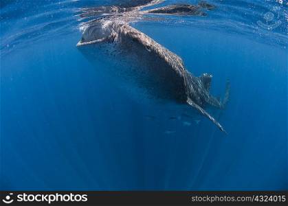 Whale shark (Rhincodon typus) plankton feeding, Contoy Island, Quintana Roo, Mexico