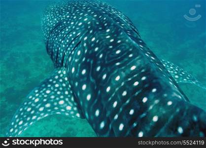 Whale Shark (Rhincodon typus) swimming in crystal clear blue waters at Maldives