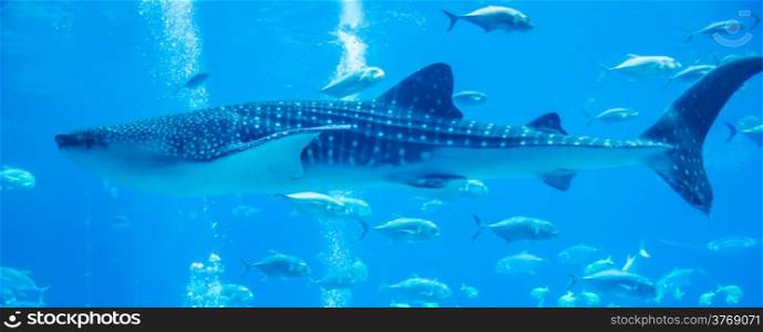 whale sharks swimming in aquarium with people observing