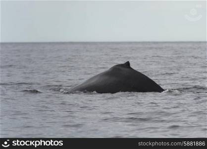 Whale surfacing in the Pacific Ocean, Skeena-Queen Charlotte Regional District, Haida Gwaii, Graham Island, British Columbia, Canada