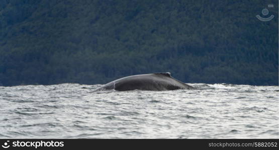 Whale surfacing in the Pacific Ocean, Skeena-Queen Charlotte Regional District, Haida Gwaii, Graham Island, British Columbia, Canada