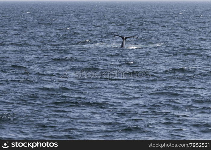 Whale watching experience off the coast of Atlantic.